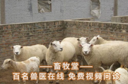 畜牧在线,推动畜牧产业数字化转型的先锋力量