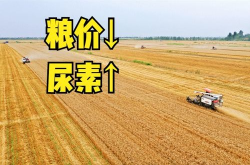 小麦价格2021最新行情,供需格局与市场动态解读”