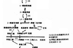 分子生物学课件,探索生命奥秘的分子钥匙